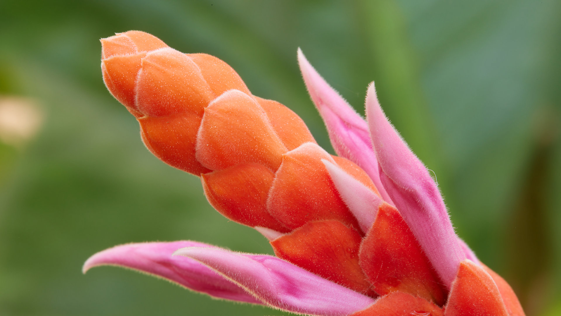 coral aphelandra - image 2